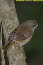 rock thrush